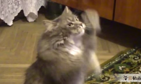 踊る 猫動画.TV